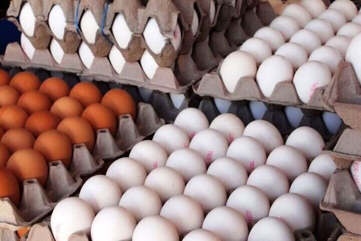 قیمت روز تخم مرغ در بازار / هر شانه تخم مرغ ۱۲۳ هزار تومان