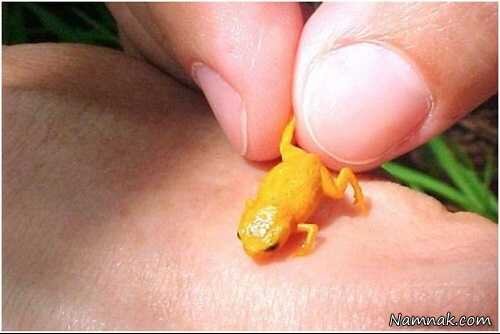 رکوردشکنی عجیب کوچکترین قورباغه جهان!