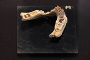 کشف اجزای بدن انسان متعلق به ۱۷۵ هزار سال قبل در قزوین + عکس