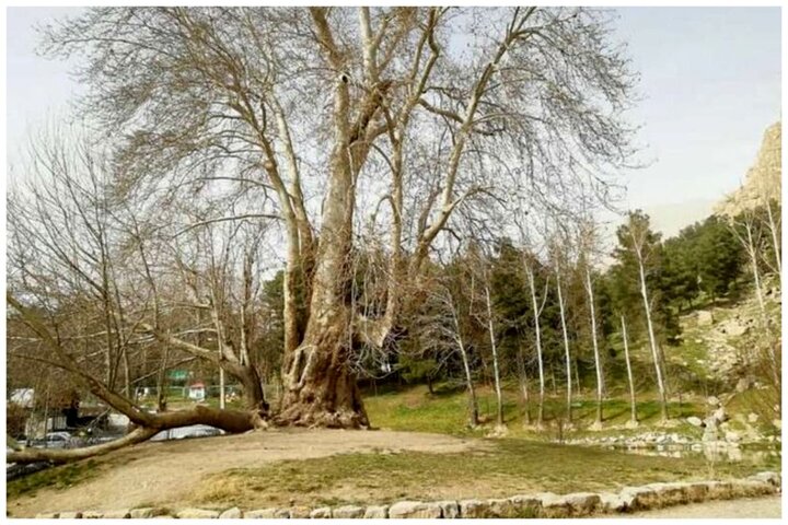 درخت شیرین و فرهاد ۶۰۲ ساله شد / عکس