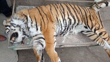 مرگ دلخراش ببر ۱۱ ساله‌ بر اثر خفگی در باغ وحش مشهد