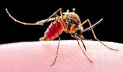 ارتش پشه‌های تراریخته به جنگ تب دنگی در برزیل می‌روند