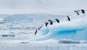 فیلمی فوق‌العاده هیجان‌انگیز از رفتن به عمق ۹۳ متری یخ‌های قطب جنوب با بیش از ۲ میلیون سال قدمت!