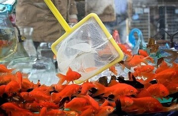 هشدار مهم سازمان دامپزشکی درباره خرید ماهی قرمز