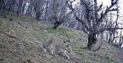 دیده شدن یک پلنگ زیبا در جنگل‌های هیرکانی + فیلم