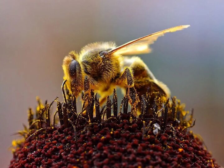 آیا می‌دانستید فقط زنبورهای عسل ملکه دارند؟ + علت