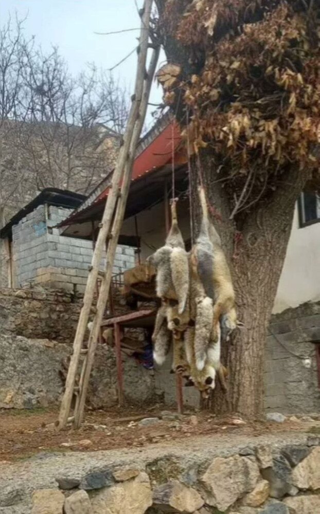 دار زدن دلخراش چهار قلاده روباه در مازندران/ عکس