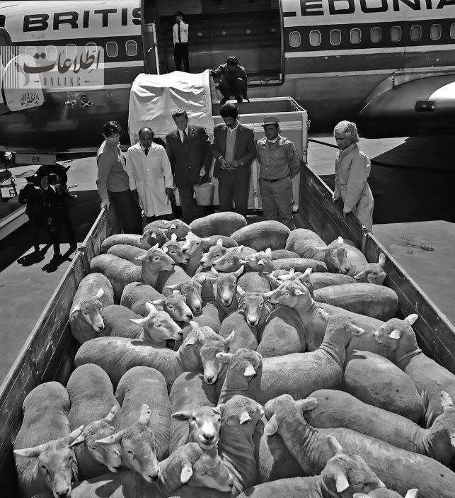 (تصویر) عکس عجیب واردات گوسفند از استرالیا در فرودگاه مهرآباد!