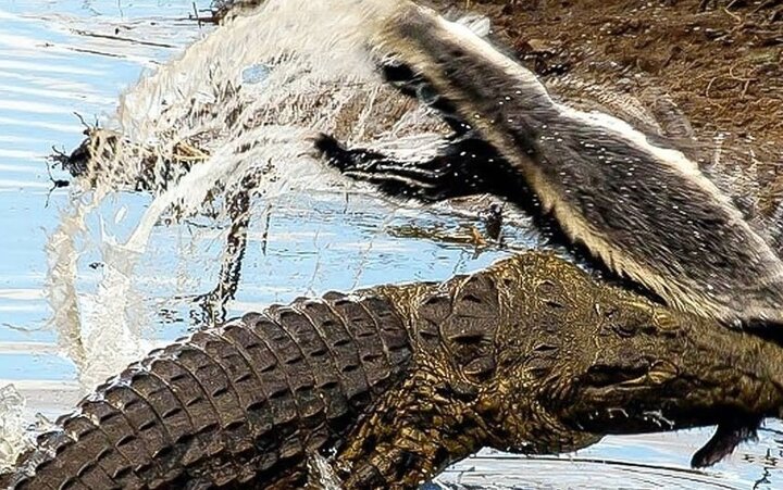 شکار ناباورانه یک تمساح + فیلم