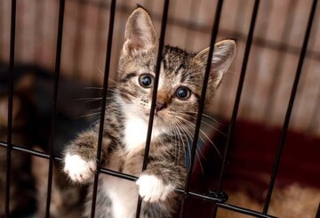 فرار از زندان با کمک یک گربه + فیلم