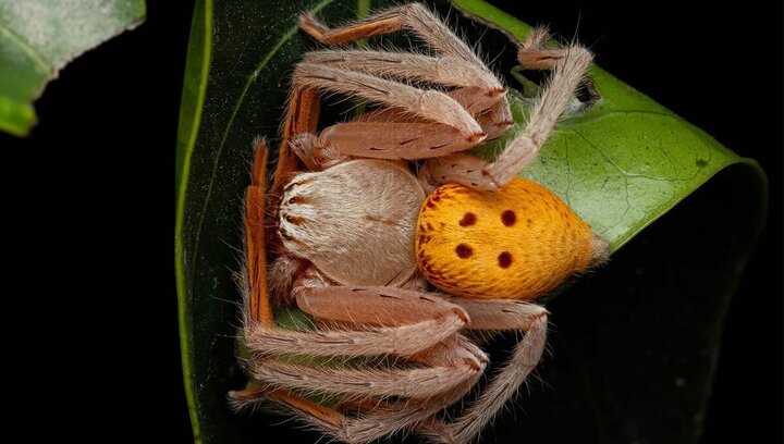 چهره عجیب عنکبوت از نمای بسیار نزدیک + عکس