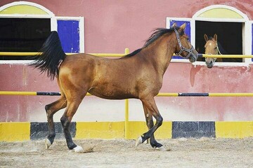 تصاویری ناراحت کننده از اسب آسیب دیده و کار کشیدن از او در اصفهان + فیلم