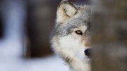 تصایری تلخ از شکستن فک یک گرگ در باغ وحش در استان فارس /فیلم