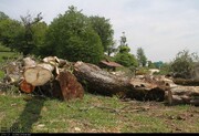 ماجرای قطع ۴۰۰۰ درخت در الیمالات مازندران