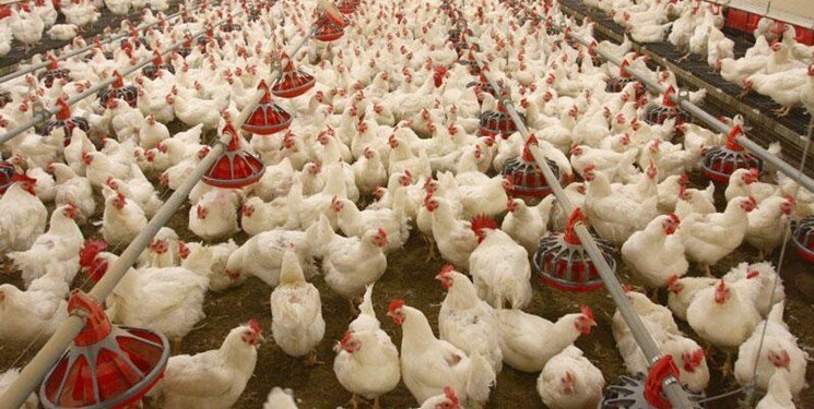 چرا مصرف جگر مرغ خطرناک است؟
