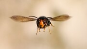 ویدئوی عجیب از زنبور بی سر که سرش را در دستش گرفت و پرواز کرد! /فیلم
