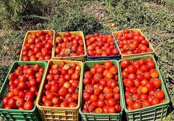 دلیل جمع‌آوری گوجه فرنگی از سطح بازار
