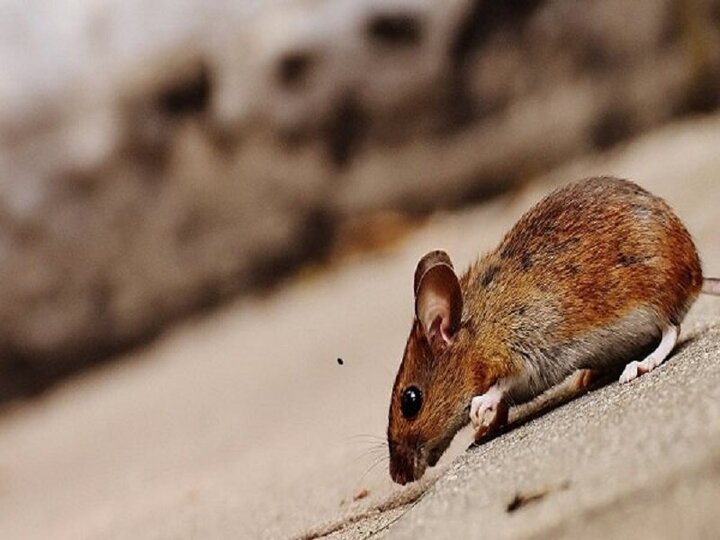 تصاویری باورنکردنی از معبد موش ها در هند! / فیلم