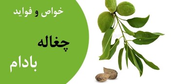 چغاله بادام و خواص آن برای بدن