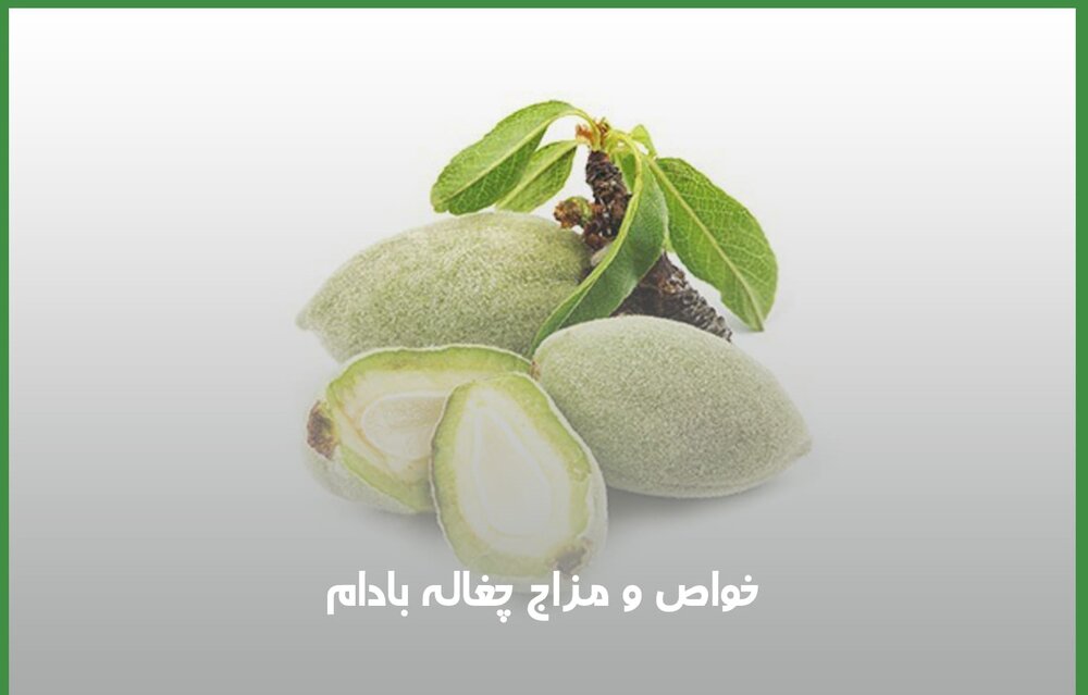 The-properties-of-Chghalh-almonds