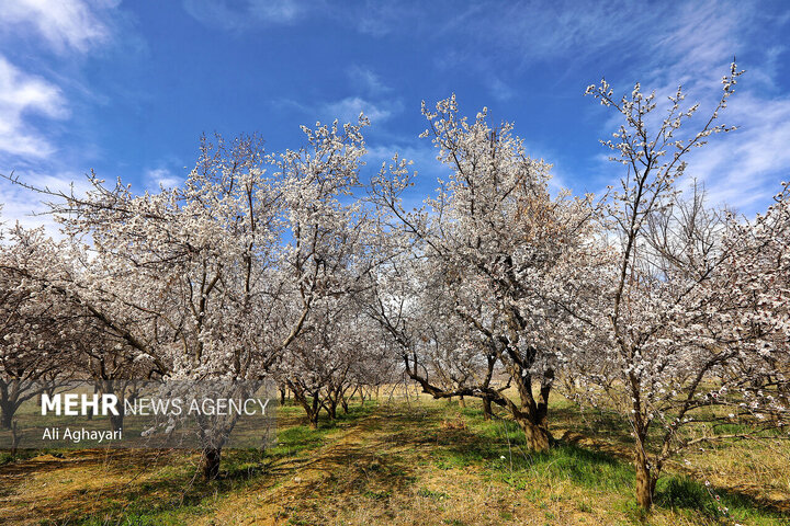 تصاویر دیدنی از شکوفه‌های بهاری در ارومیه