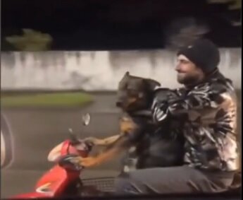 موتورسواری باورنکردنی یک سگ در ایران! / از دست انداز هم رد شد + فیلم