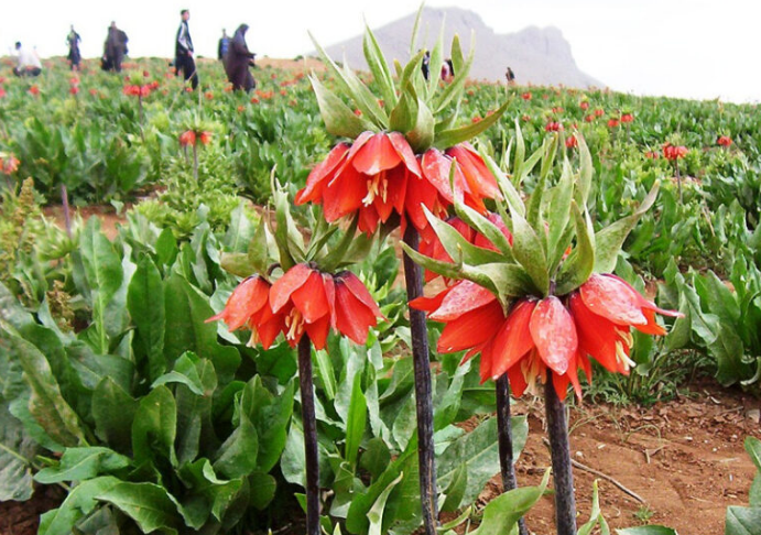 بهشت سفید ایران کجاست؟ / کوهرنگ؛ بهشتی خنک در قلب زاگرس