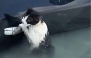 آویزان‌شدن گربه از دستگیرهٔ در ماشین برای نجات از سیل/ فیلم