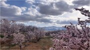 تصاویر حیرت انگیز از شکوفه‌های بهاری بوئین میاندشت + فیلم