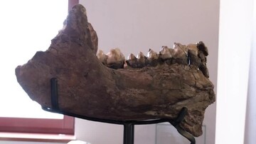 کشف استخوان‌های فیل ماقبل تاریخ توسط دو دانش آموز + عکس