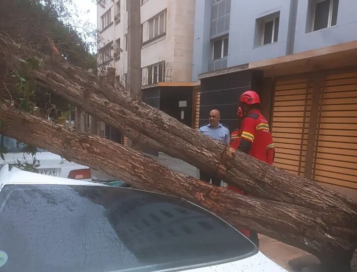 سقوط درخت تنومند بر روی خودروی پژو پارس + عکس