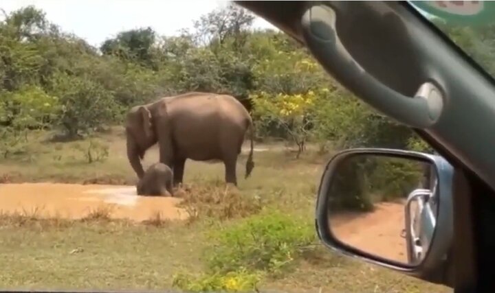 حمله وحشتناک فیل عصبانی به یک تمساح در طبیعت + فیلم