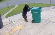 سرقت بامزه سطل زباله توسط خرس! + فیلم