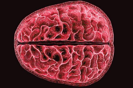 کشف شگفت‌انگیز تغییرات ساختاری مغز در دوران قاعدگی