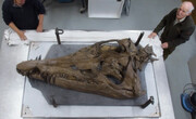 غول دریایی ژوراسیک؛ رکورد جهانی با جمجمه‌ای بی‌نظیر!