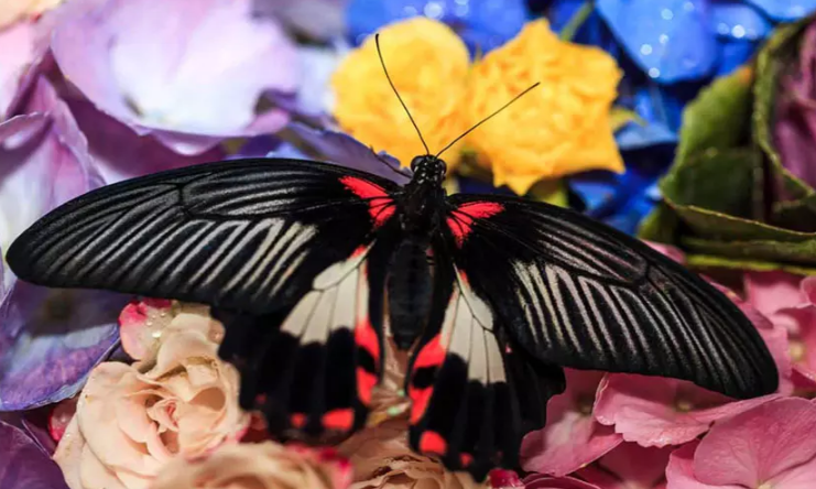 حتما از باغ پروانه‌های دبی بازدید کنید!