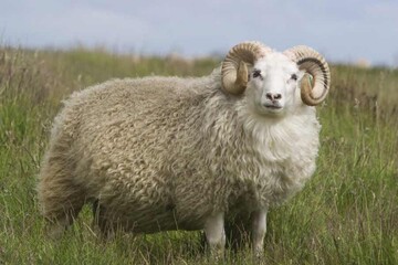 حمله انتقامی گوسفند به چوپان! + فیلم