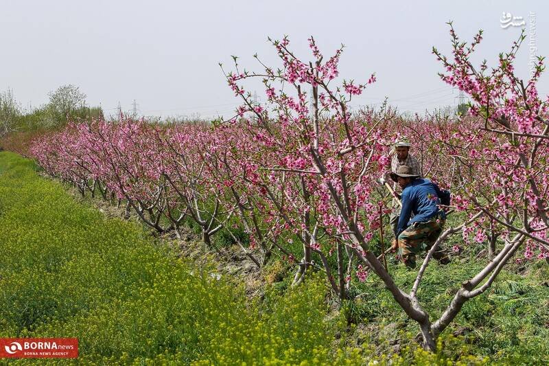 تصاویر دیدنی از شکوفه بهاری باغات شهریار + عکس