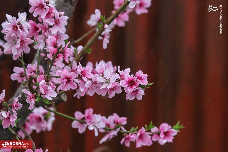 تصاویر دیدنی از شکوفه بهاری باغات شهریار + عکس