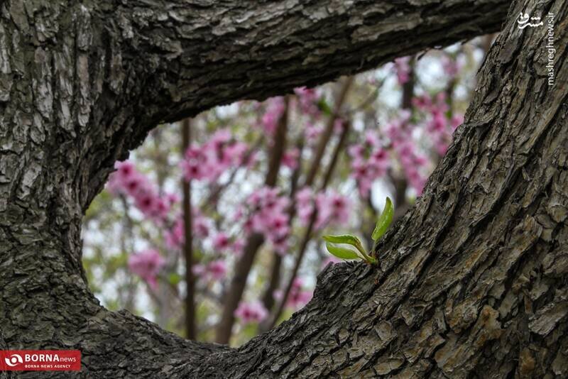 تصاویر دیدنی از شکوفه بهاری باغات شهریار + عکس