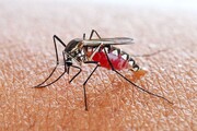 شیوع مالاریا در شرق ایران + علائم و نشانه های ابتلا به مالاریا / عکس