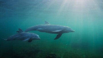 همکاری دیدنی دلفین‌ها با ماهیگیران + فیلم
