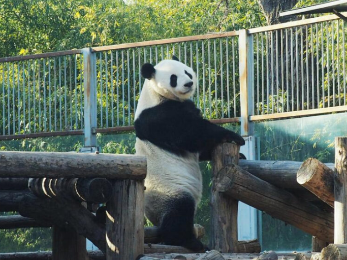سفری به دنیای شگفت‌انگیز باغ وحش پکن / بازدید از نادرترین موجودات