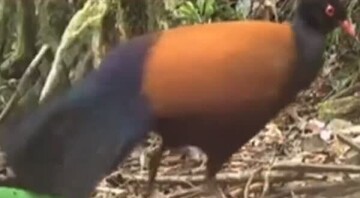 بازگشت عجیب پرنده‌ای که حدود ۱۵۰ سال قبل منقرض شده بود به جنگل! + فیلم
