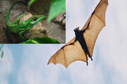 داستان شگفت‌انگیز تکامل خفاش‌ها و مارمولک‌ها