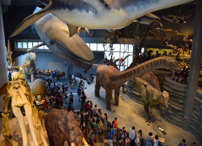 گشتی در موزه تاریخ طبیعی شانگهای / سفری به دنیای شگفت‌انگیز طبیعت