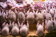 قیمت انواع قطعات مرغ امروز ۱۹ اردیبشهت ۱۴۰۳