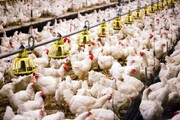 گوشت مرغ ایران صادراتی شد