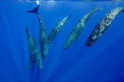 رازگشایی زبان نهنگ‌ها / کشف الفبای نهنگ عنبر با هوش مصنوعی!