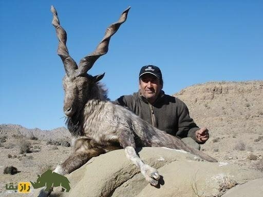 بزاق این «بز» پاکستانی ارزش طلا دارد